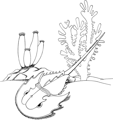 Horseshoe Crab Coloring Page